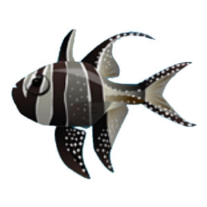 Silver Banggai Cardinalfish
